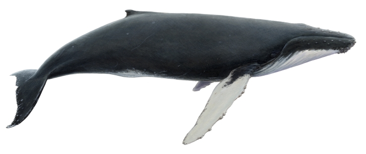 Humpback Whale Samana 2014